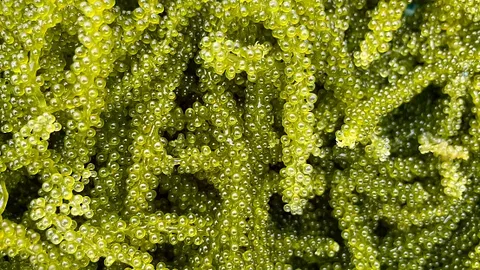 تصویر 4 از خاویار سبز ممتاز دانه درخشان تشریفاتی